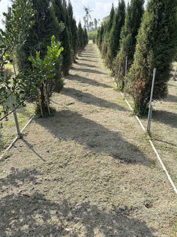 提供美濃服務的專家翁靜儀