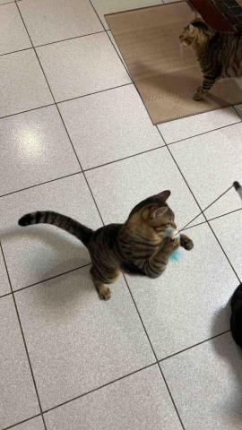 summer寵物保母 - 小花很愛玩牠可以跳很高,非常有活力。 summer寵物保母 - 小花很愛玩牠可以跳很高,非常有活力。