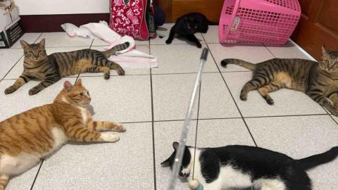 summer寵物保母 - 主人不在家的日子我會好好照顧你們 summer寵物保母 - 主人不在家的日子我會好好照顧你們