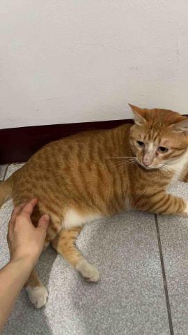 summer寵物保母 - 大橘子是5貓裡面的貓老大,不太敢摸太久,因為媽媽說他脾氣不太好,能給我摸一下算很給面子了。 summer寵物保母 - 大橘子是5貓裡面的貓老大,不太敢摸太久,因為媽媽說他脾氣不太好,能給我摸一下算很給面子了。