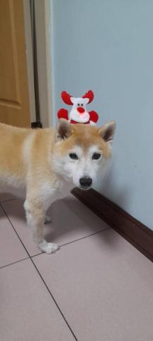 廖先生 - 聖誕狗