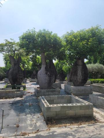 王俊凱 - 豪宅園藝規劃