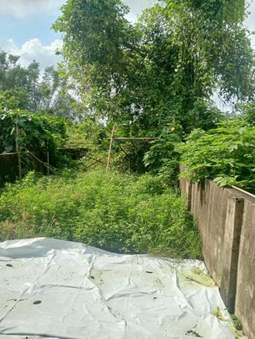王東明 - 新化住家後院除草前 王東明 - 新化住家後院除草前