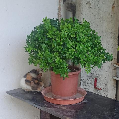 提供公證代辦服務的專家Jenny Liu