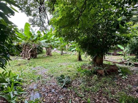 蔡承宏 - 台中除草後