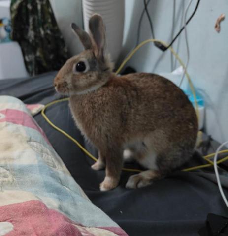 提供清潔員服務的專家兔兔清潔員