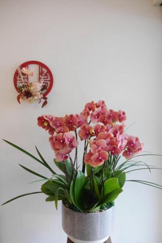 花菓波 花藝 園藝 空間設計 - 蘭花盆花 花菓波 花藝 園藝 空間設計 - 蘭花盆花