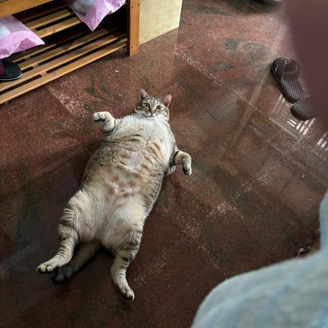 提供兼差服務的專家劉承安