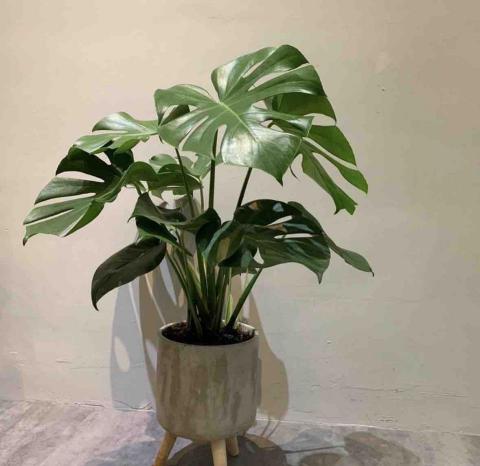 SO果研植所 - 療癒又好顧