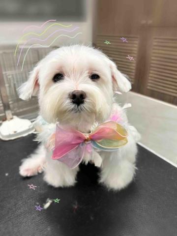 Ziqi到府寵物美容 - 