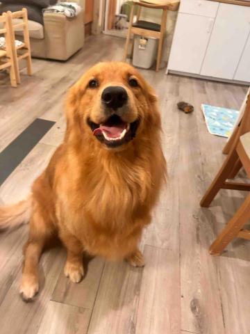 Ziqi到府寵物美容 - 