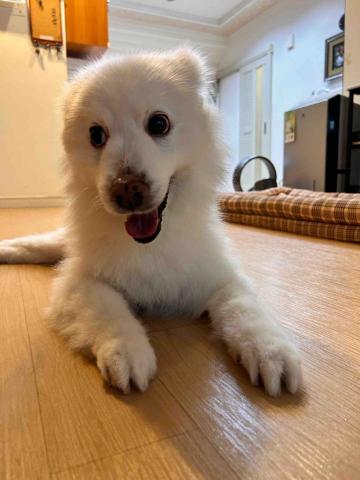 Ziqi到府寵物美容 - 