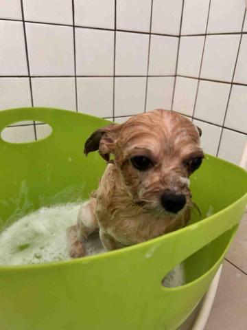 Ziqi到府寵物美容 - 