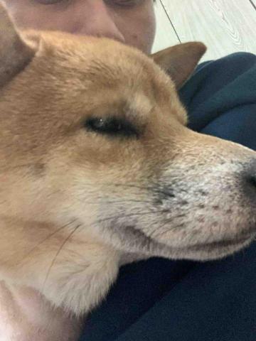 安心照顧服務/安全接送服務 💕 🚕 - 