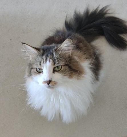 提供舞蹈班高中排名服務的專家Hank