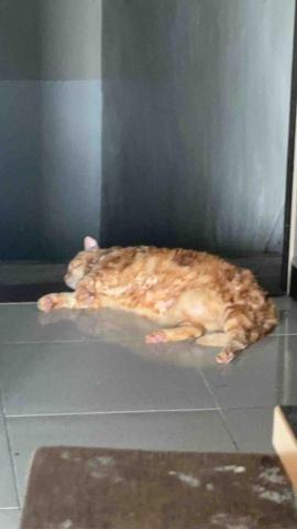 橘子🍊 - 我家的小胖 剛洗完澡