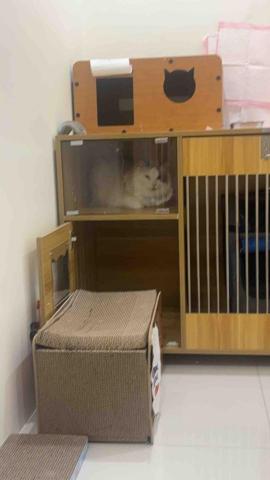 橘子🍊 - 好長好可愛