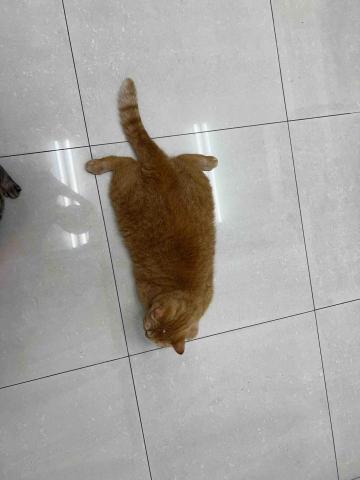 咪咪清潔 - 毛孩愛乾淨的環境 打掃完就這樣開心地趴著了