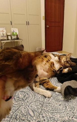 CC寵物保母 - 我真的不偏心，兩隻我都會疼愛。另一隻已經舒服到睡著了？