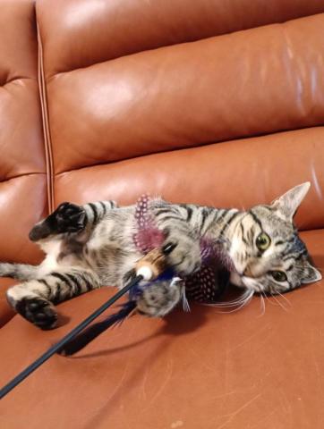 CC寵物保母 - 也太開心了吧