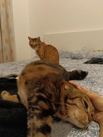 CC寵物保母 - 擼貓擼到她拋下戒備，直接愛上我，後面那只有點嫉妒，我等等會去安慰她