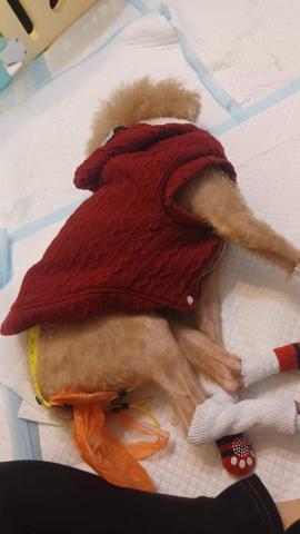 CC寵物保母 - 辛苦了，小可愛