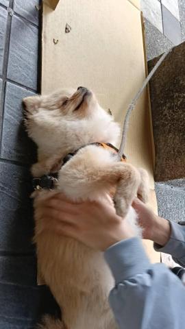 CC寵物保母 - 好啦 你開心就好