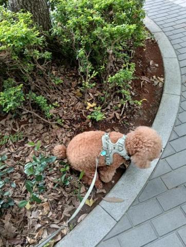 CC寵物保母 - 貴賓 也超級可愛