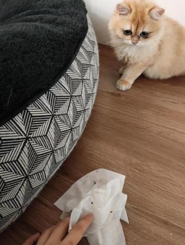 CC寵物保母 - 擦屁屁大便