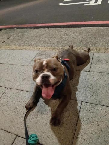 CC寵物保母 - 我真的很喜歡惡霸犬，黏人又活潑