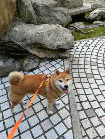 CC寵物保母 - 柴犬就是笑著倔強，很有自己的主見