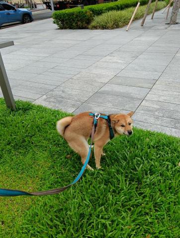 CC寵物保母 - 每次大小便都看我一眼...