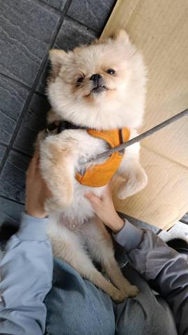 CC寵物保母 - 自己躺下來是怎樣?