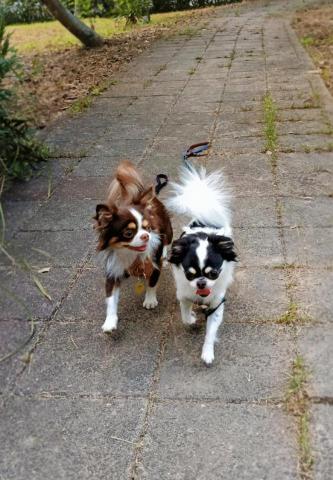 CC寵物保母 - 吉娃娃是小只的大魔王，少點注意力都不行，他們會忽然暴走