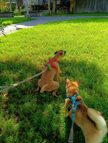 CC寵物保母 - 看到其他狗狗尿尿，就會也接著尿尿，我說的是狗喔，不是我。