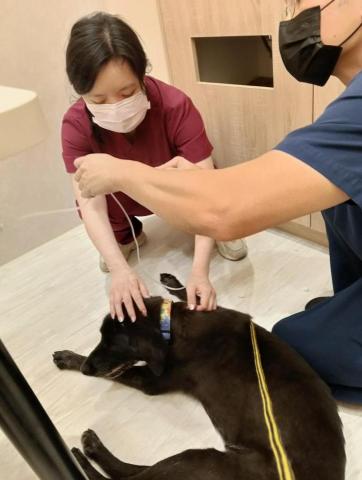 CC寵物保母 - 陪診，希望狗狗可以健健康康