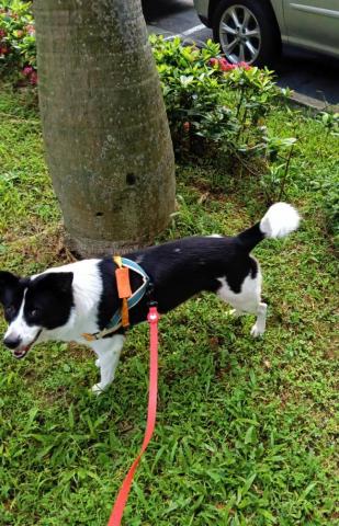 CC寵物保母 - 有鏡頭意識喔