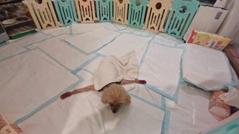 CC寵物保母 - 生病的狗狗 我會給更多更多的耐性和包容，因為我知道他們和主人一樣也很辛苦和努力，但都沒有放棄。