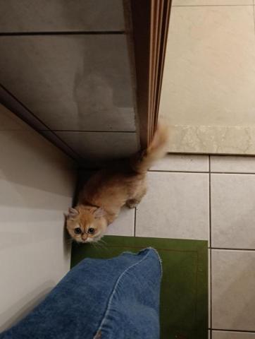 CC寵物保母 - 可愛爆擊！