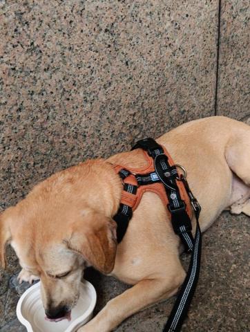 CC寵物保母 - 夏天真的不必勉強一直走，可以休息一下來口水