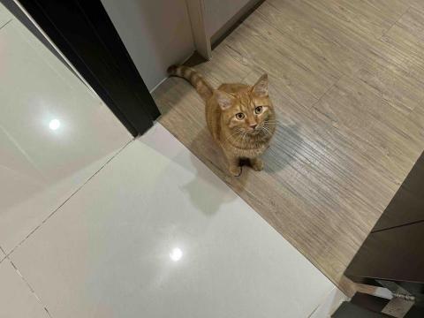 summer寵物保母 - Koromo非常可愛,每次都躲在床下面,我趴在地板上叫他的名字請他出來他才會出來。 summer寵物保母 - Koromo非常可愛,每次都躲在床下面,我趴在地板上叫他的名字請他出來他才會出來。