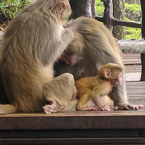 提供法文服務的專家龍小姐