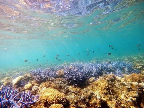 李貞玟 - 澎湖紫色珊瑚海