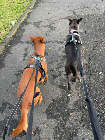 Vivian - 遛狗服務