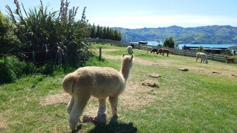 李貞玟 - 紐西蘭羊駝牧場