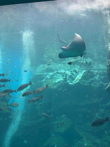 提供170服務的專家林西