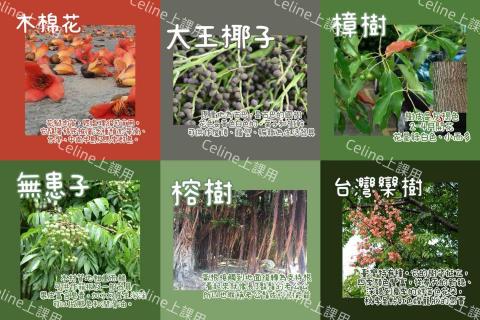 個人家教 - 自製植物字卡