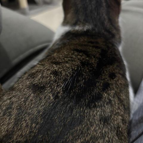 提供搬東西服務的專家徐震