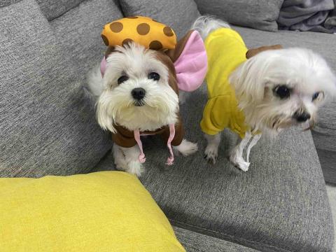 真愛毛寶貝的家 - （馬爾濟斯）毛小孩聚會