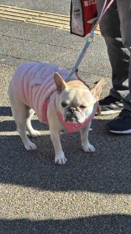 真愛毛寶貝的家 - 日本朋友的毛小孩